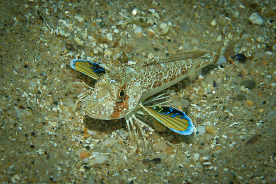 Knurrhahn auf Sand Unterwwasser
