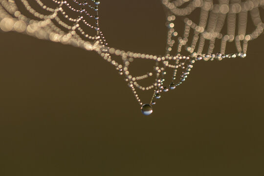 Morning dew drops caught in spider web with blurred background
