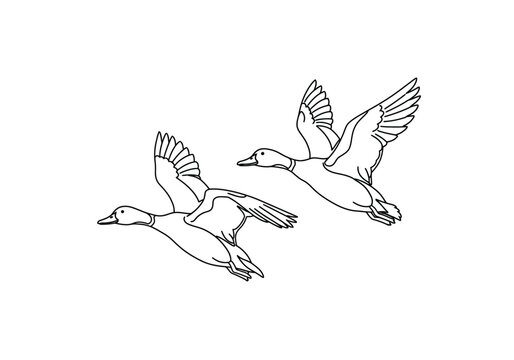 Flying ducks drawing. It is a dynamic black and white outline image of two ducks in flight, perfect for coloring or nature-themed designs. Vector sketch line art draw.