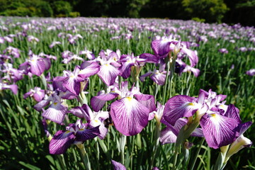 purple and white crocus Japanese Iris