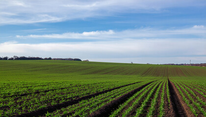 Field of green grass under blue sky peaceful natural landscape serene outdoor scenery