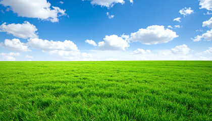 Field of green grass under blue sky peaceful natural landscape serene outdoor scenery