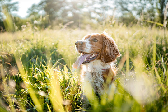 Happy Welsh Springer Spaniel Lying in Summer Meadow