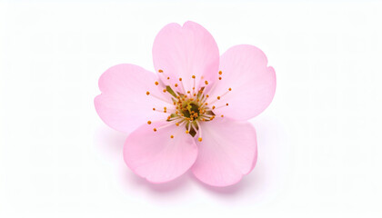 Pink Single Flower Isolated on White Background Vibrant Floral Closeup Natural Beauty
