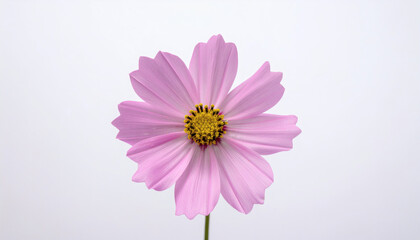 Pink Single Flower Isolated on White Background Vibrant Floral Closeup Natural Beauty
