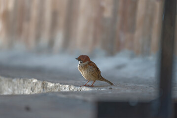 sparrow on the street
