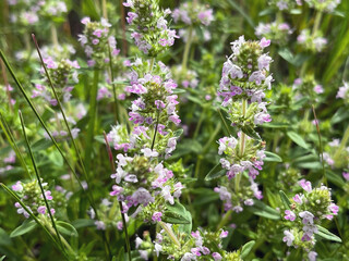 Close-up of Thyme Flowers in Bloom, Herbaceous Plant with Pink and Purple Blossoms