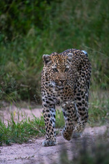A female leopard walking down the sandy road, Greater Kruger. 