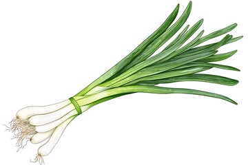 A bunch of fresh green onions tied together with a green band on a white background illustration style