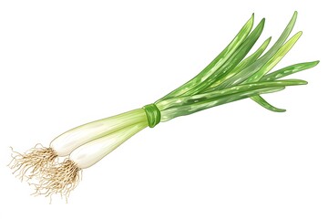 A watercolor illustration of two scallions bundled together with green leaves and white background art