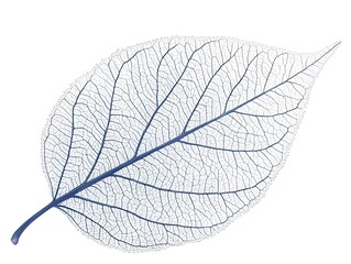 A detailed close up of a skeletonized leaf showing intricate vein patterns against a white background