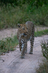 A female leopard walking down the sandy road, Greater Kruger. 
