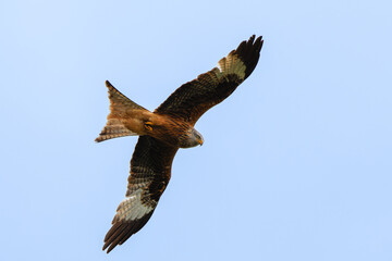 The red kite (Milvus milvus) is a bird of prey in the family Accipitridae. A majestic bird of prey soaring in the clear blue sky, wings spread wide.