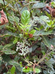 Close-up of a plant with heavily chewed and skeletonized leaves, showing clear signs of pest...