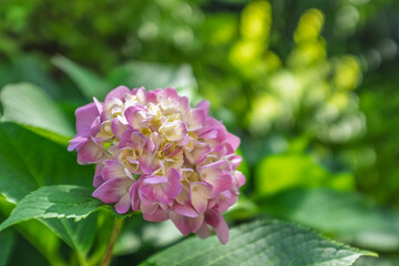 Pink hydrangea in the sun