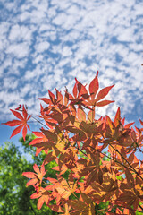 Red maple under the blue sky and white clouds