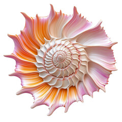 Fototapeta premium Unique spiral shell with vibrant colors