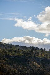 Columnar basalt cliffs rise toward a blue sky with some clouds, framed by Araucaria trees. Neuquen, Patagonia, Argentina
