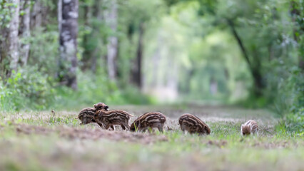 Young striped piglets playing and eating in a forest path. Sus scrofa, Sologne, Loiret 45, région Centre Val de Loire, France, European Union, Europe