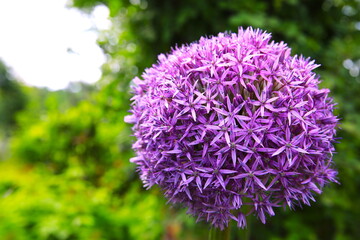 紫色のアリウム