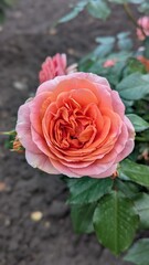 Delicate Orange-Pink Rose Flower Head in Soft Light