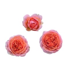 Collection of Salmon Pink Rose Heads, Top View, Isolated
