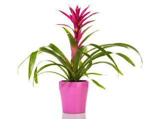 Purple Guzmania Bromeliad in pink flower pot isolated on white