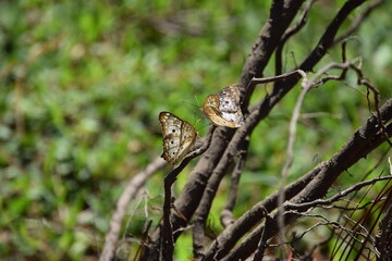 anartia jatrophae couple butterflies flying between branches in the woods