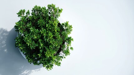 Obraz premium Lush Green Indoor Plant in Minimalistic White Pot on Bright Surface Displaying Natural Beauty and Freshness in Contemporary Space