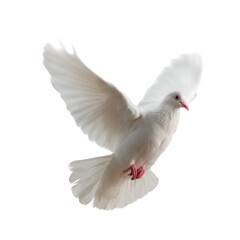 A majestic white dove in mid-flight, showcasing its elegant wings and peaceful demeanor against a white isolated background.