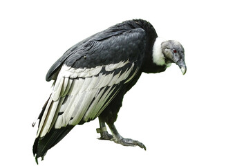 Andean condor isolated on white background