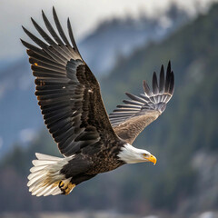 Obraz premium PNG Bald eagle flying bird bald photography
