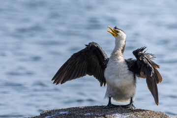 A Little Pied Cormorant on a rock with wings out