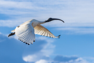 An Australian White Ibis in flight