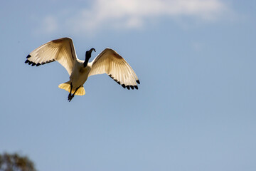An Australian Ibis in flight