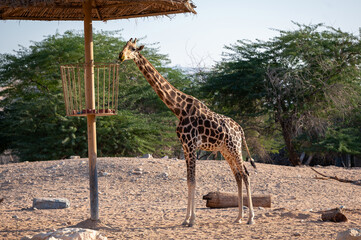 beautiful giraffe standing in Al Ain Zoo 