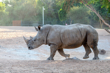 Obraz premium Beautiful Southern white rhinocero Walking in Al Ain Zoo, Abu dhabi