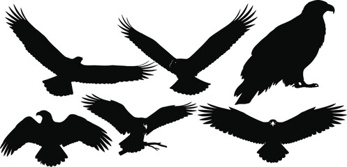 Obraz premium High-quality vector bundle showcasing multiple dynamic silhouettes of birds of prey, capturing majestic eagles in various flying, gliding, and standing positions for design projects.