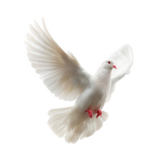 Fototapeta premium A white dove with wings outstretched, soaring gracefully against a clean white background.