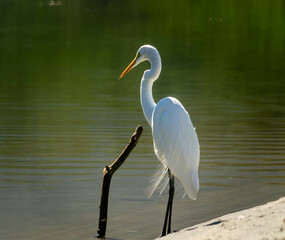 great blue heron
