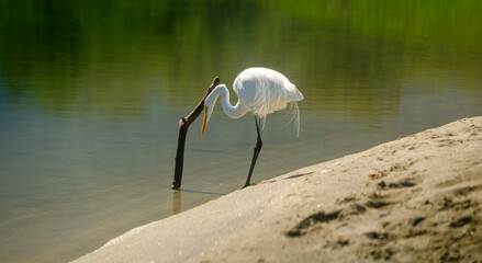 great blue heron ardea cinerea