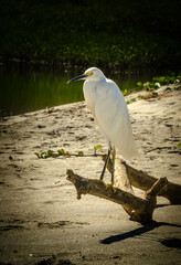 great blue heron ardea cinerea