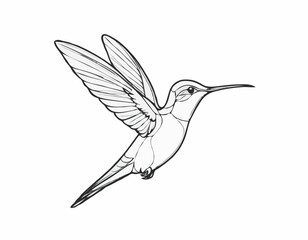Fototapeta premium Playful Hummingbird Line Art Sketch Capturing Vibrant Elegance