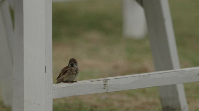 Telephoto view of a small brown sahel bush sparrow bird standing on the wooden leg of a garden chair fluttering cleaning its feathers in overcast gloomy weather.