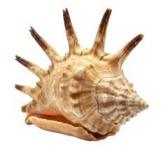 Seashell spiky conch shell marine life ocean beach nature closeup view