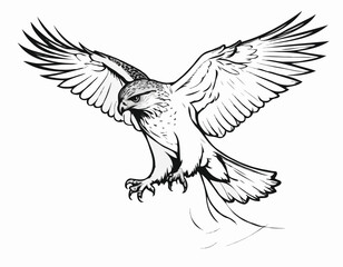 Obraz premium Powerful Hawk Line Art Sketch Embodying Strength and Focus