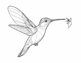 Delicate Hummingbird Line Illustration, Vibrant and Dynamic Nature Sketch