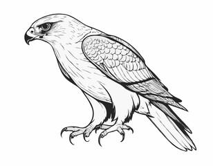 Striking Falcon Line Art, Powerful Predator in Detailed Black and White Illustration