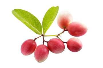 Pile of Karonda Fruit, Carissa carandas L. Karanda; Carunda isolated on a transparent background