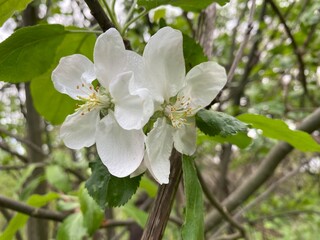 An apple tree blooms profusely in spring. The bright white and large petals opened to the spring sun and the interesting and playful sky with clouds.
